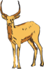 Standing Antelope Drawing Clip Art